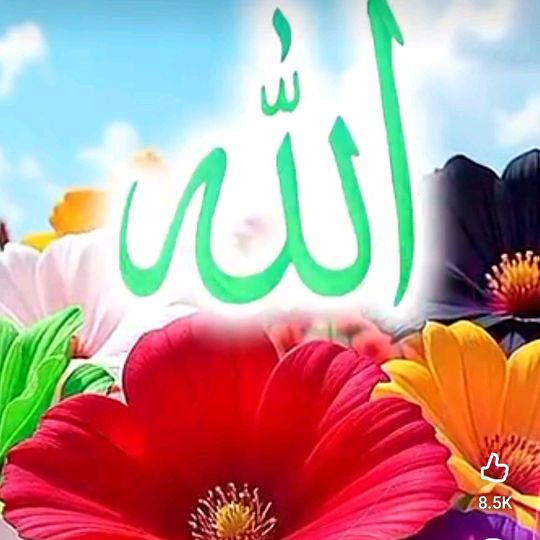wajid.ali.ali008