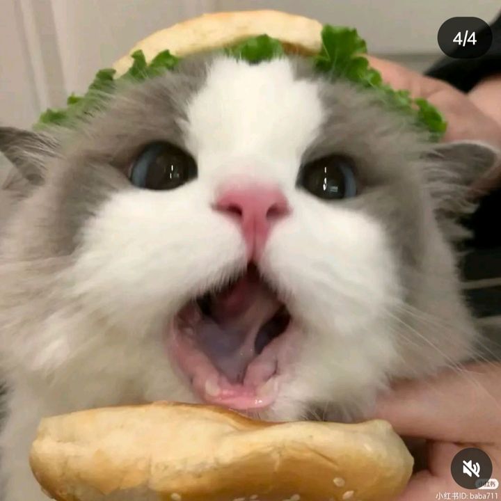 @haaansheeeng