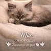 woo_gatito