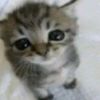 @amydarkhoo