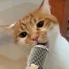 @pawsfull.ph