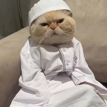 @alihasnainshah43