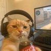 lynx.bersahabat