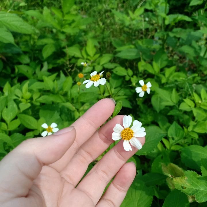 eningocen