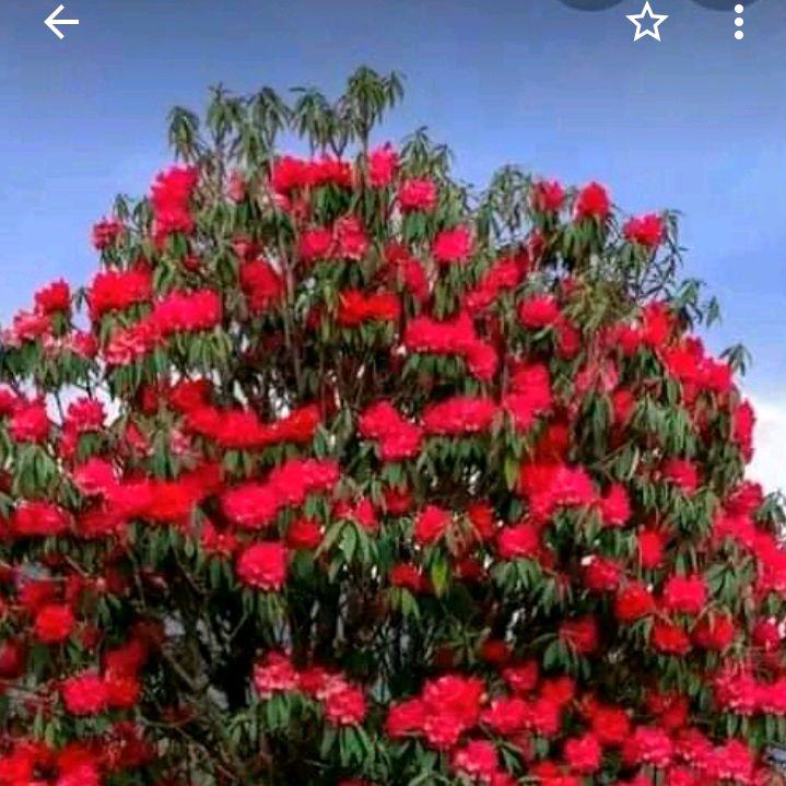 asmitaghalan60