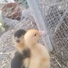 pato32461