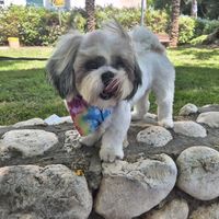 chibo_shihtzu