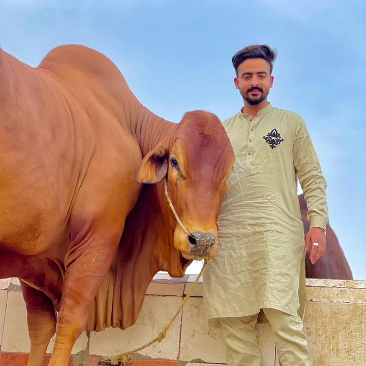 sheraz_shahid_rajput