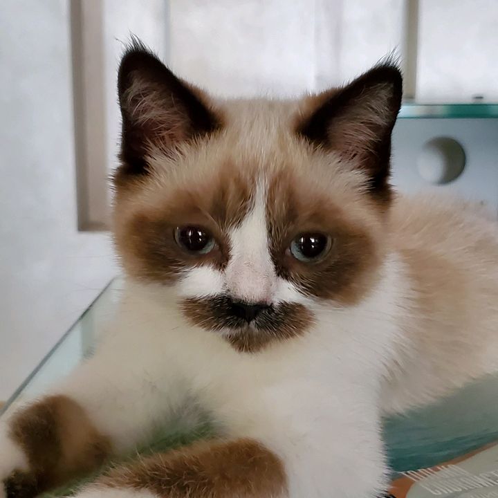 klyaksacat