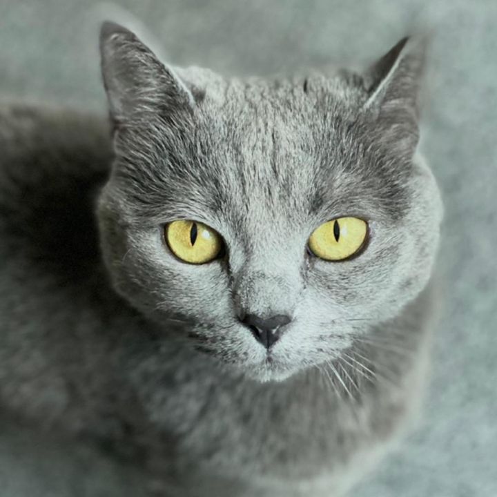 star_cato_o