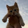 @chancethegingercat