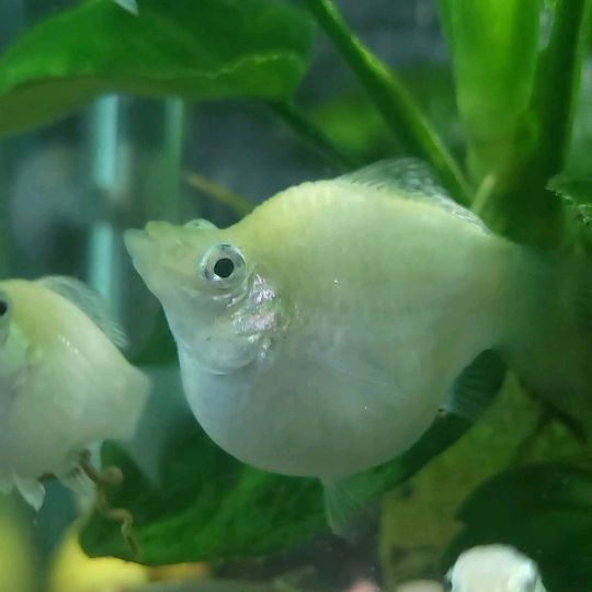 fishguymolly