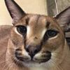 caracalfino.oficial