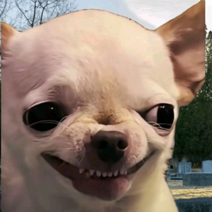 lilyincrease