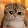 meowl_baby