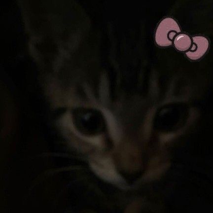 leaqzxls