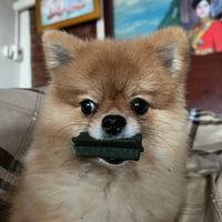 pimmy.pimpilalai