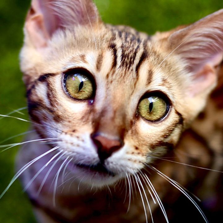 skeeterthebengal