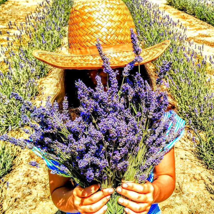 aria.lavender