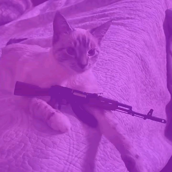 shesgotthelooksthat_kill