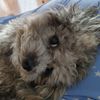 myka5ans
