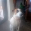 dogsmash11