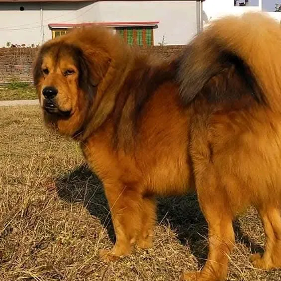 kashmiri_bakrwal_dog