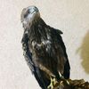 ayubkhan7670