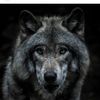 soloxwolf9