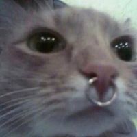 catcerano