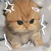 ghechly1