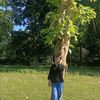 bipana_km