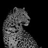 nouraalhs_