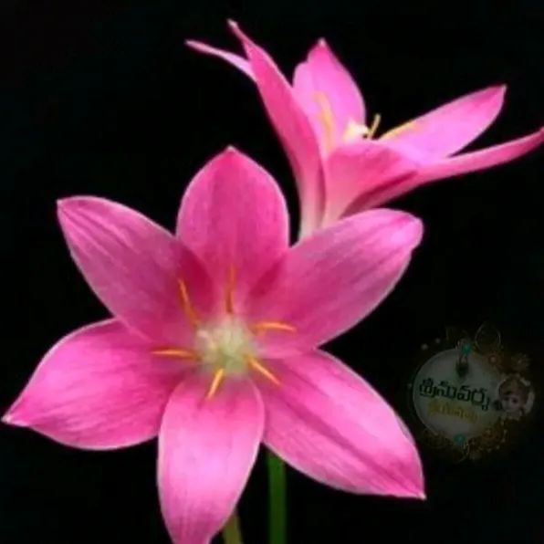 bpushpavathi