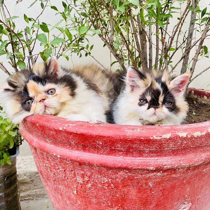 stellacattery