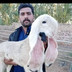umarfarooqfarm0