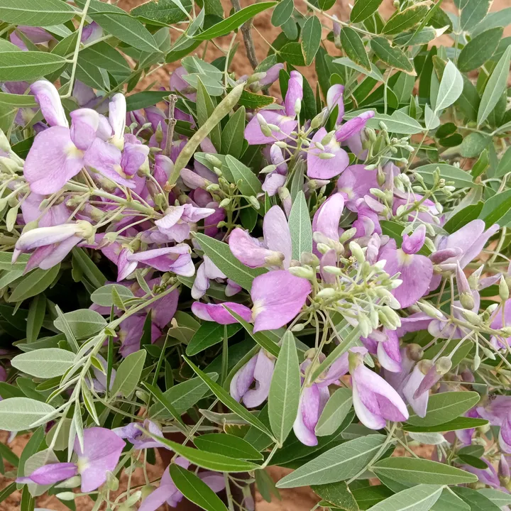 baikanisathish65