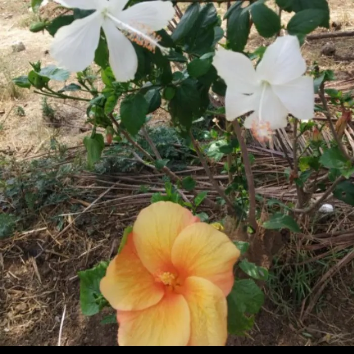 dhanudanu0
