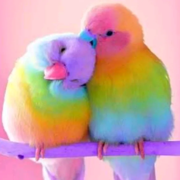 shivani__bunny