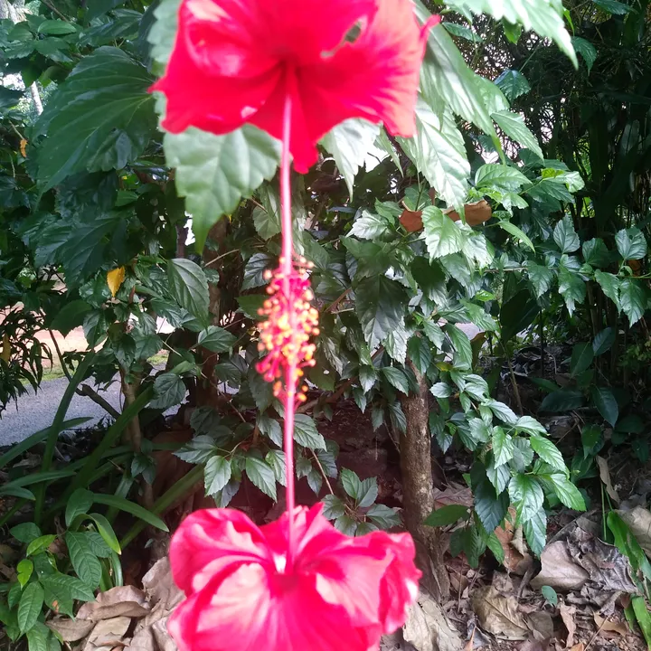 adi_durga