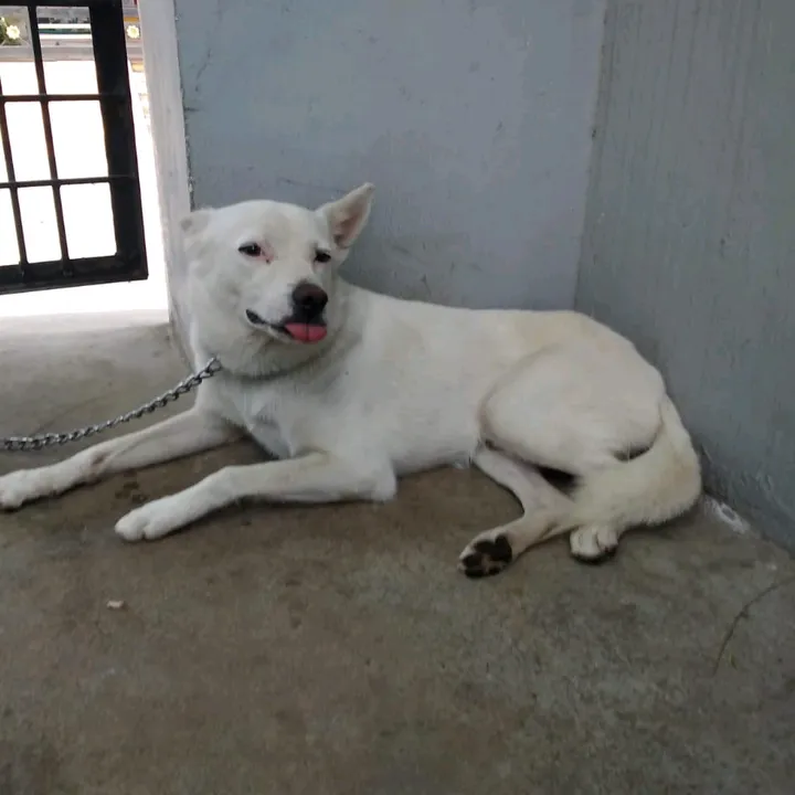 yashu4532