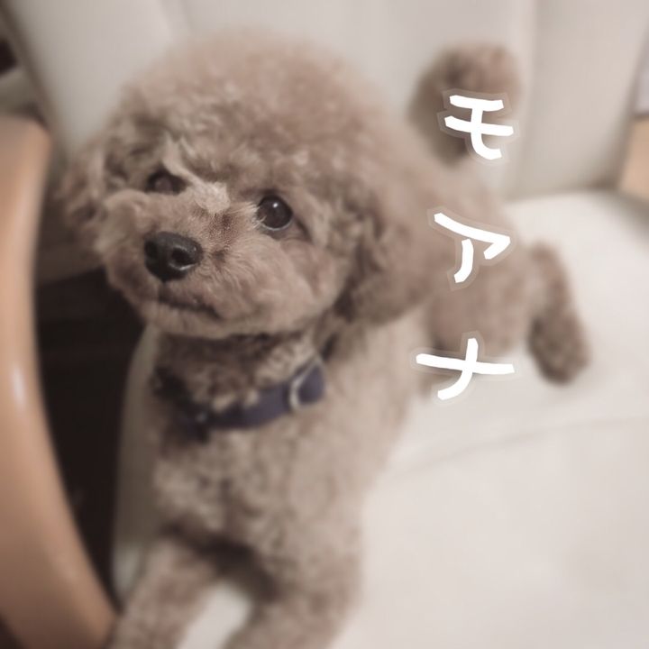 iammoany