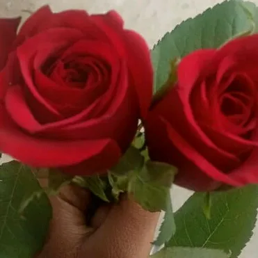daminisharma39