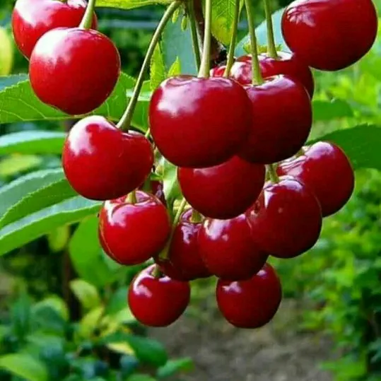 sumantalohar6