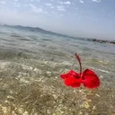 @fatifloura156
