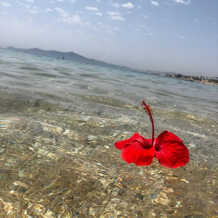 fatifloura156