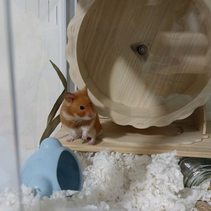 @diariodeunhamster