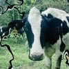 frances.farmhead