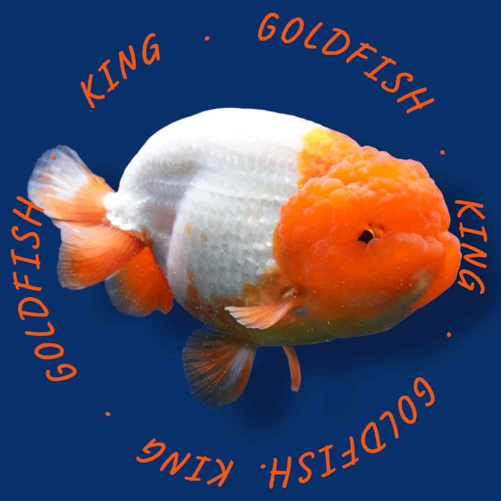 king.goldfish3