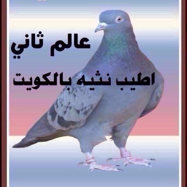 thamer.alfadel